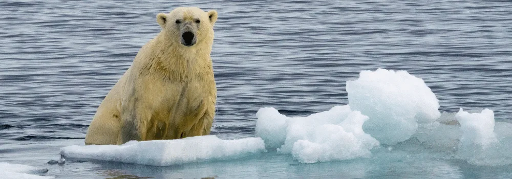Isbjörn på ett litet isflak